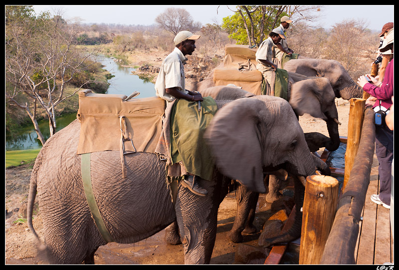 Balade Ã  dos d'Ã©lÃ©phant